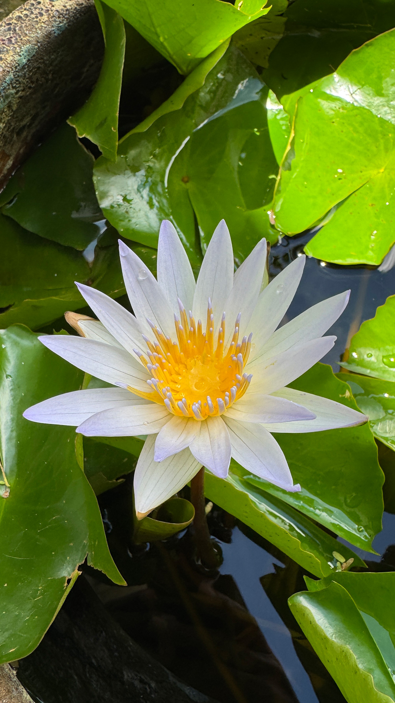 睡蓮の花の秘密。 睡蓮の花の秘密。