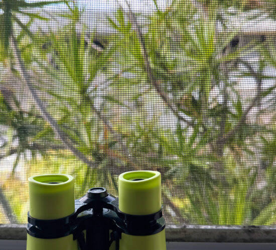 娘が見つけたもの。