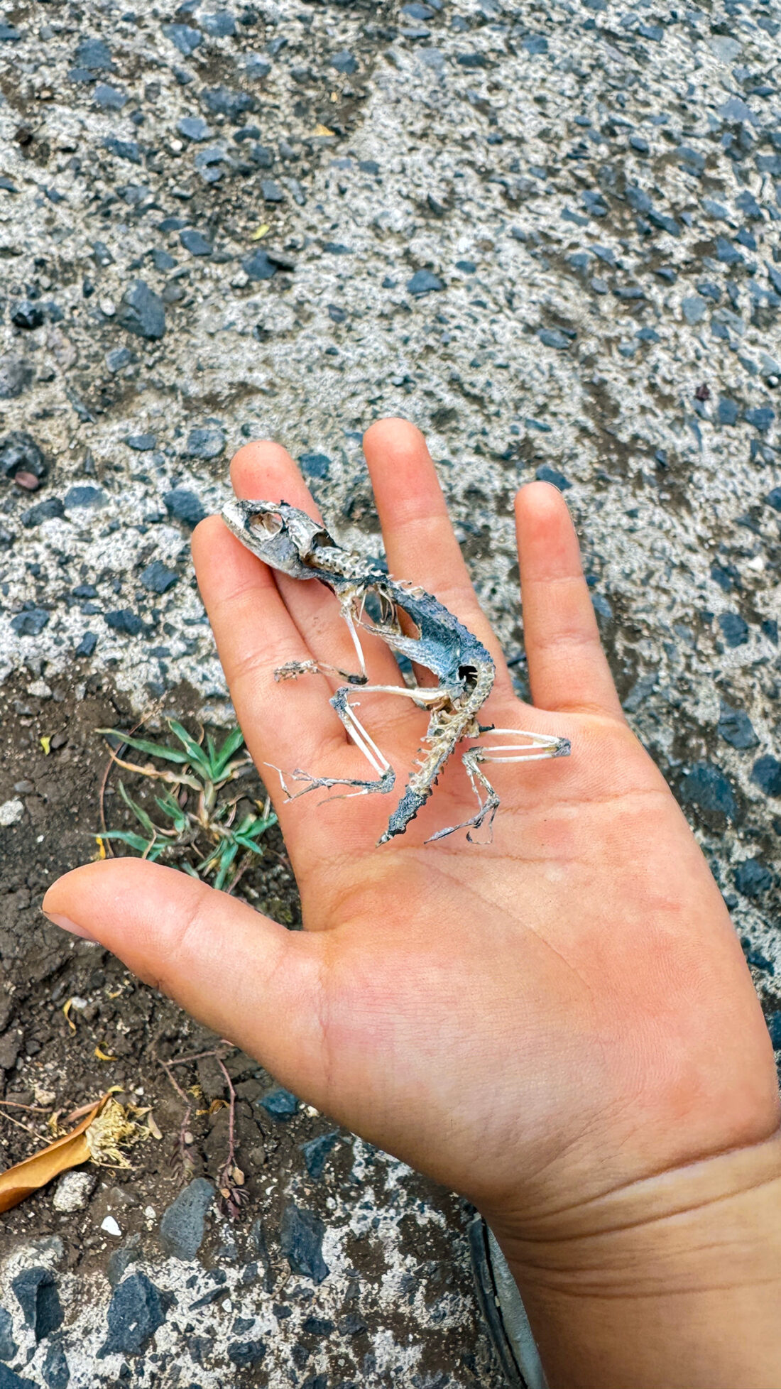 パパ！見て！見て！