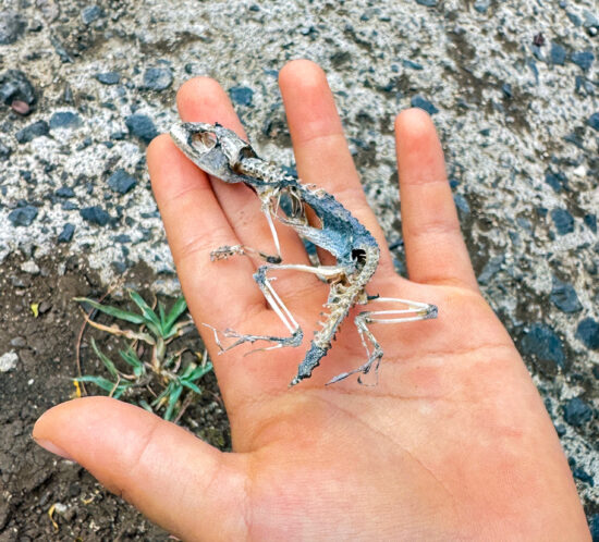 パパ！見て！見て！