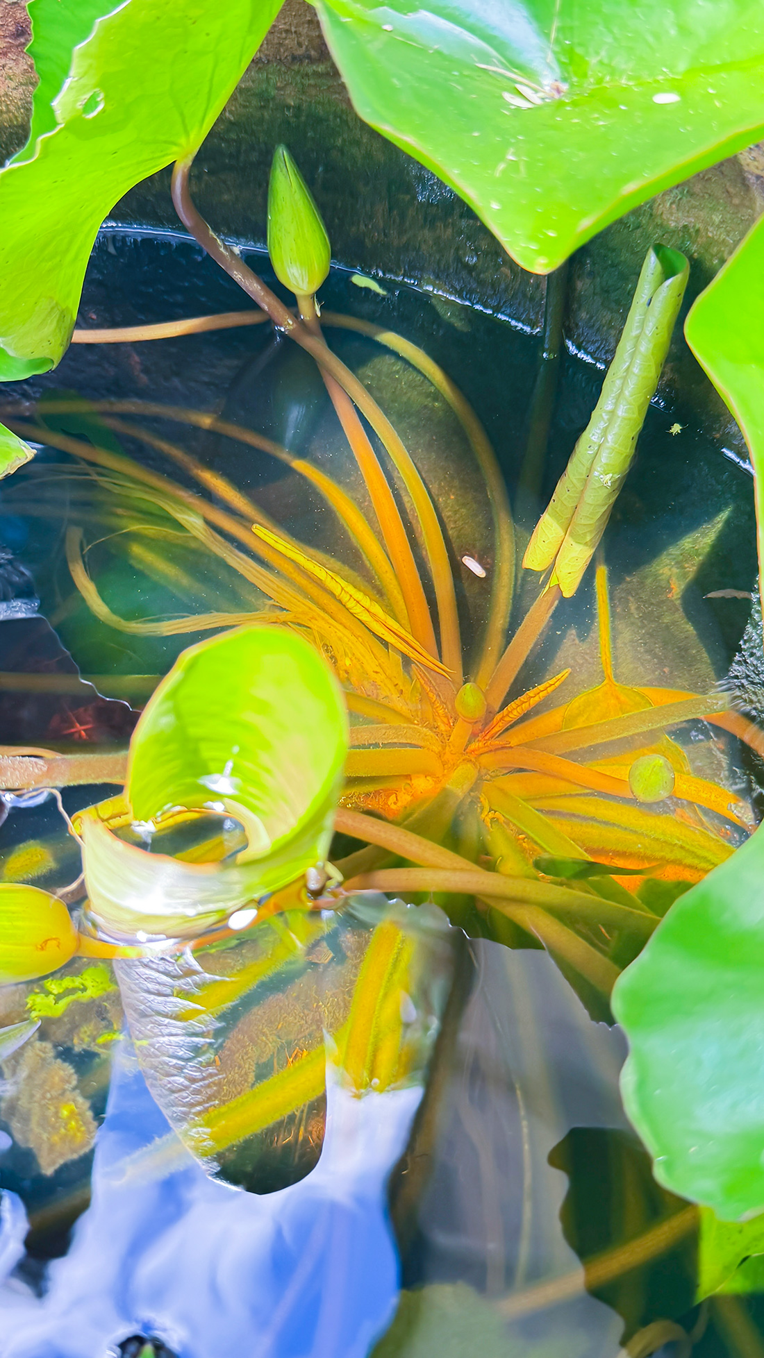 睡蓮の花の秘密。 睡蓮の花の秘密。