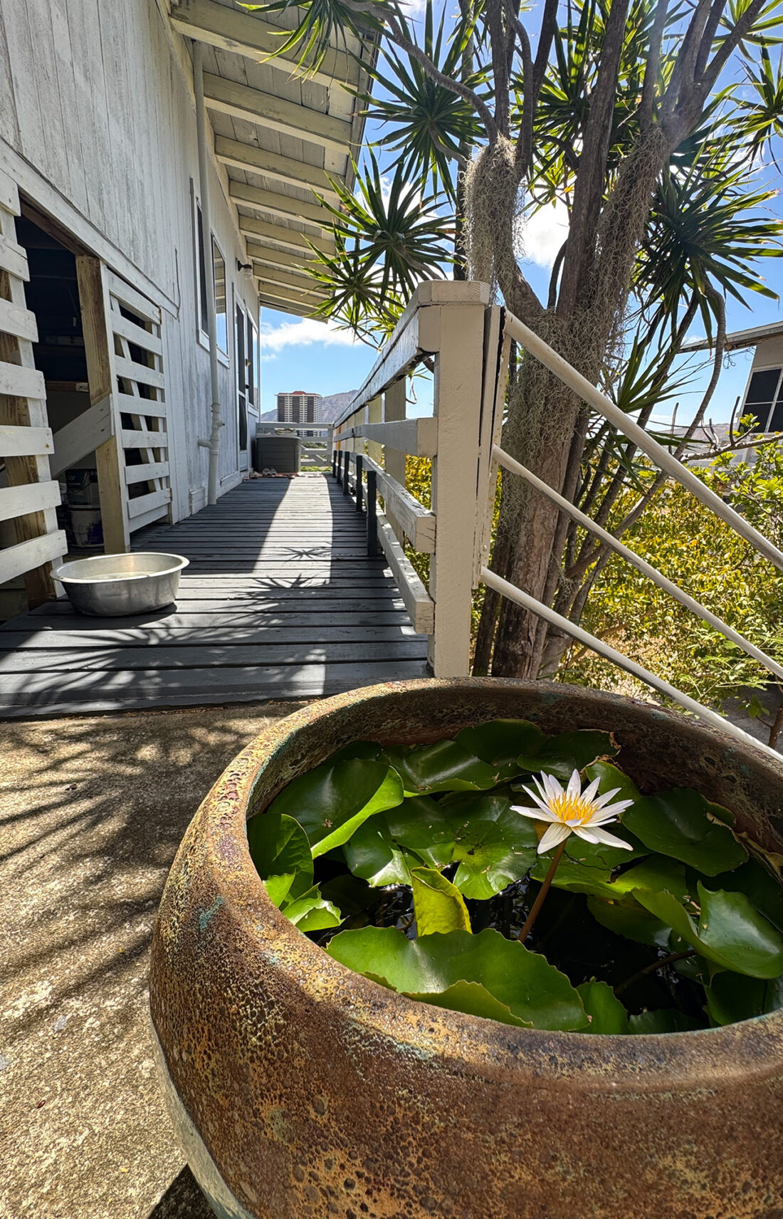 睡蓮の花の秘密。