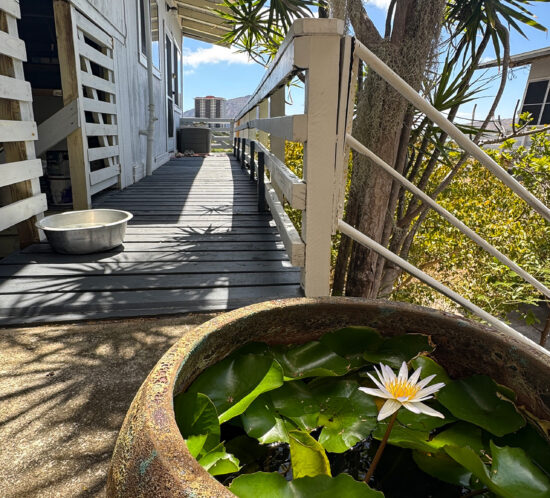 睡蓮の花の秘密。