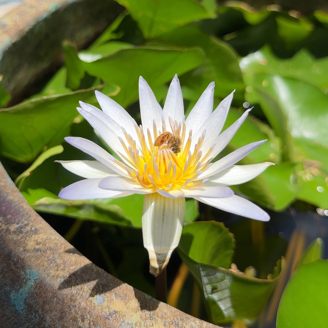 睡蓮の花の秘密。 睡蓮の花の秘密。