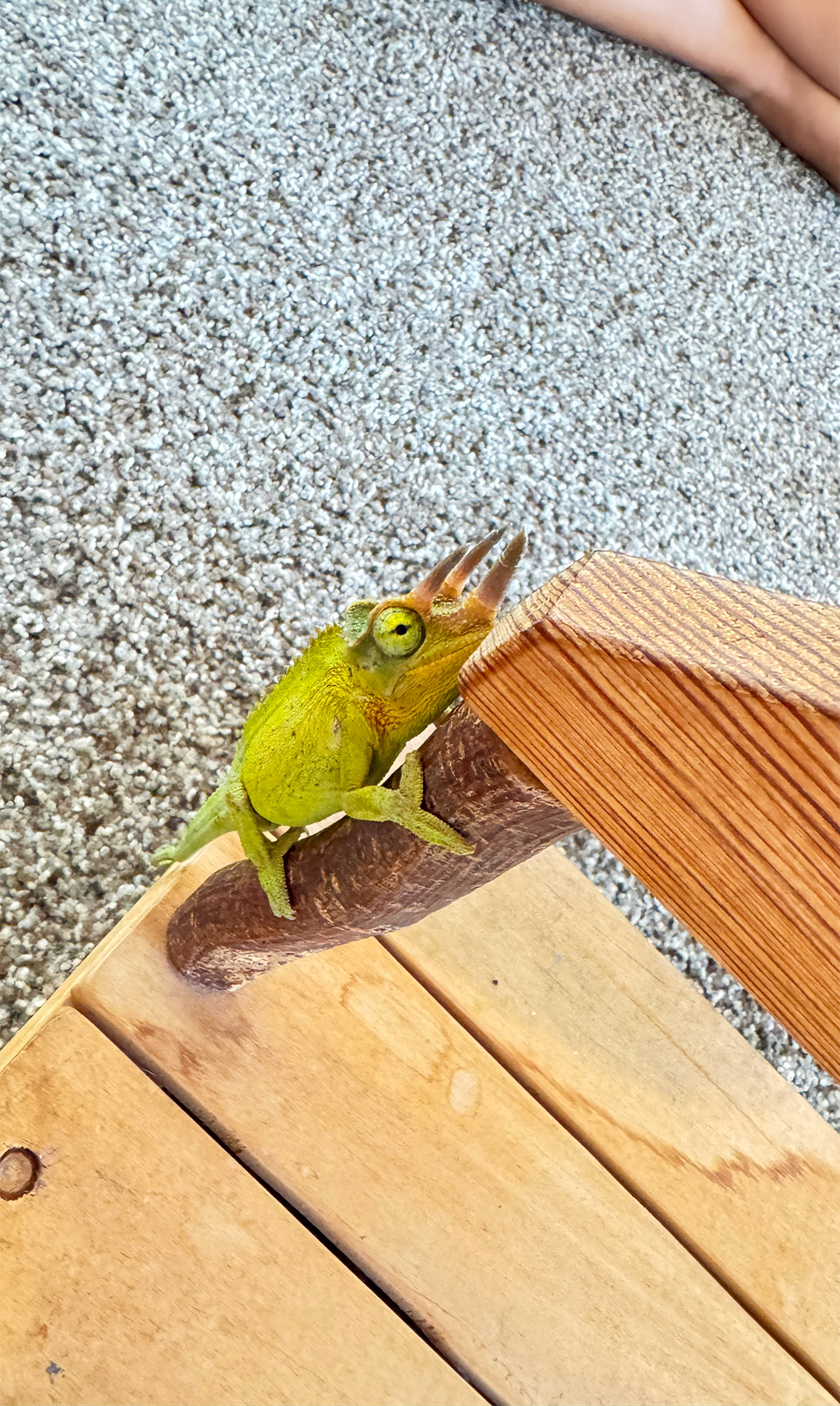 日曜日の朝に珍しいお客様。 日曜日の朝に珍しいお客様。