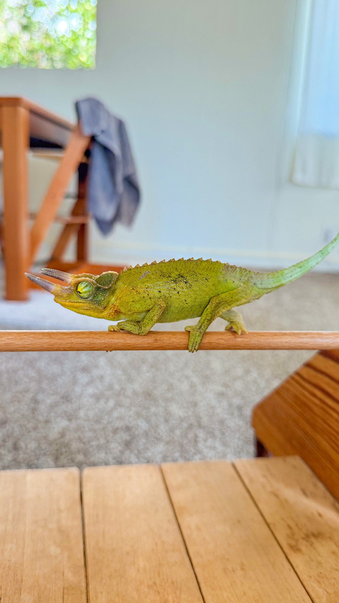 日曜日の朝に珍しいお客様。 日曜日の朝に珍しいお客様。