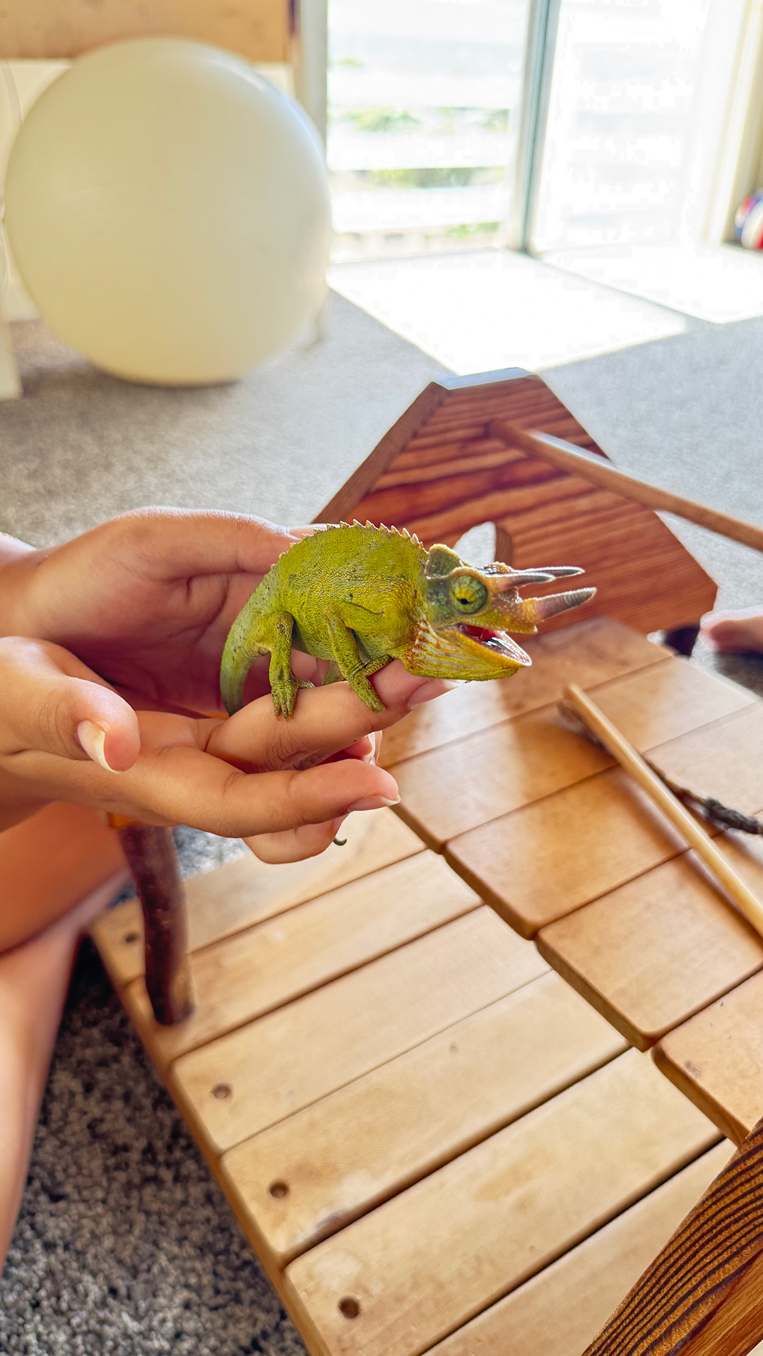 日曜日の朝に珍しいお客様。