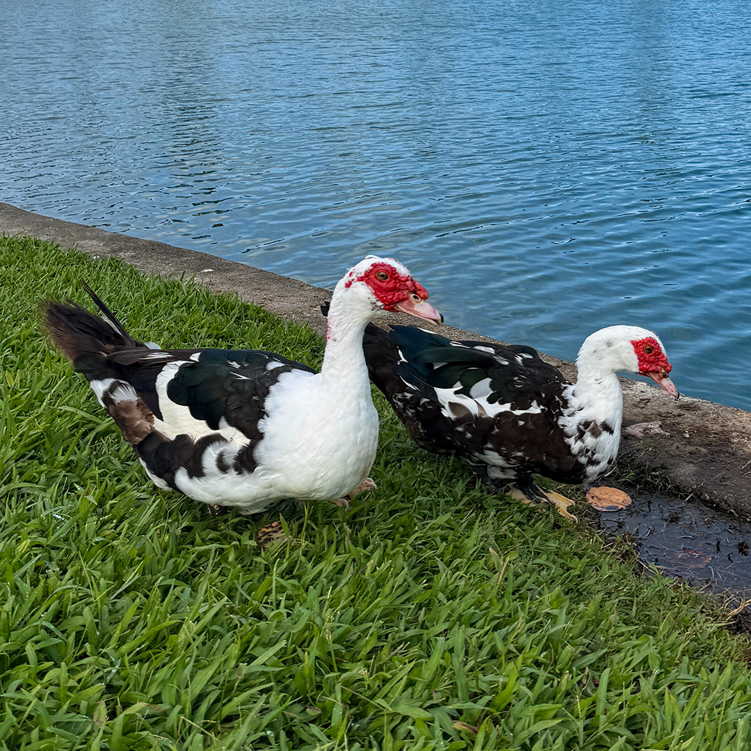 野蕃鴨という見知らぬ鳥と遭遇。 野蕃鴨という見知らぬ鳥と遭遇。