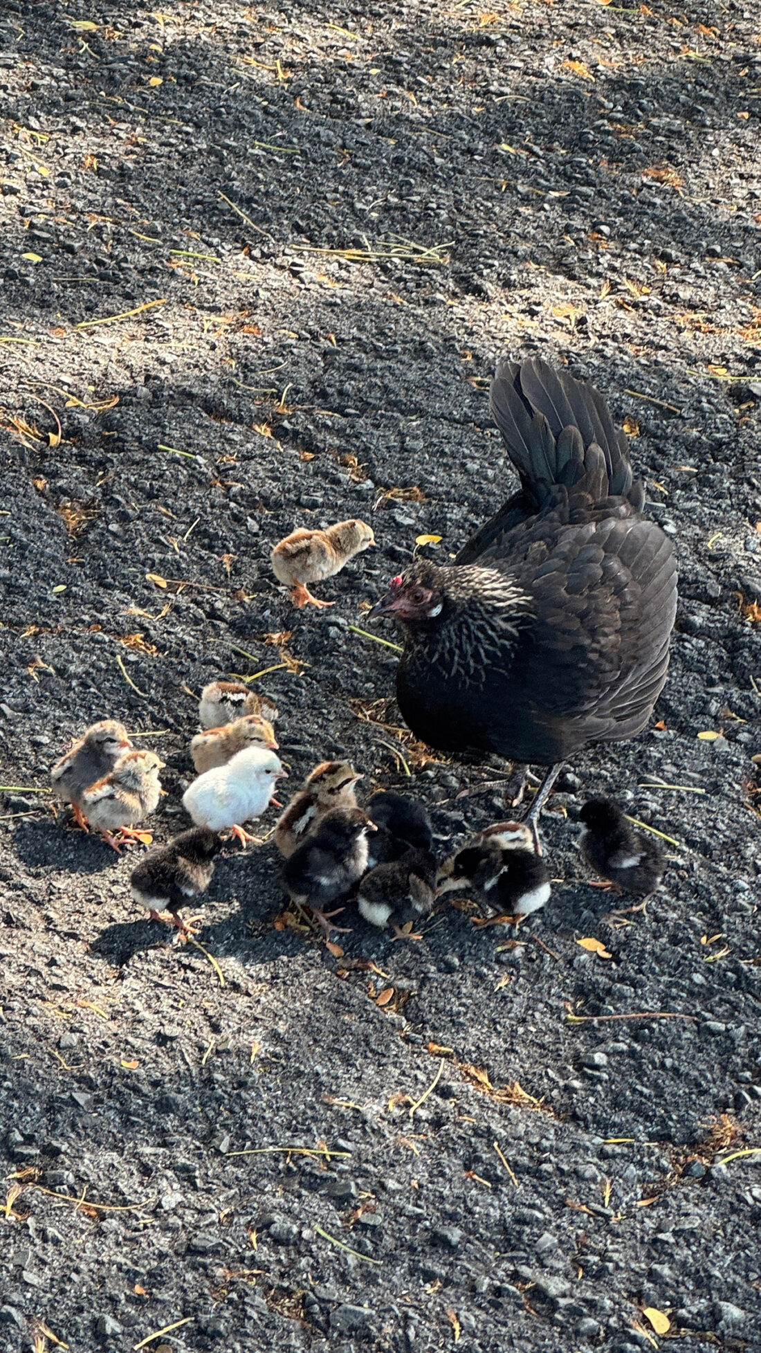 ニワトリの母さん、たくさん産んだ。