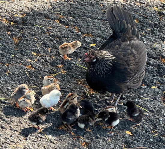 ニワトリの母さん、たくさん産んだ。