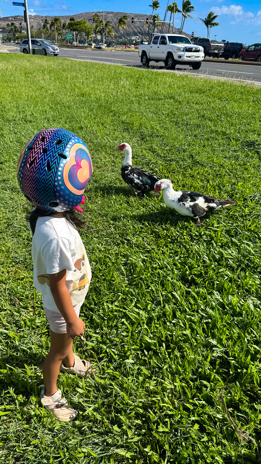 野蕃鴨という見知らぬ鳥と遭遇。