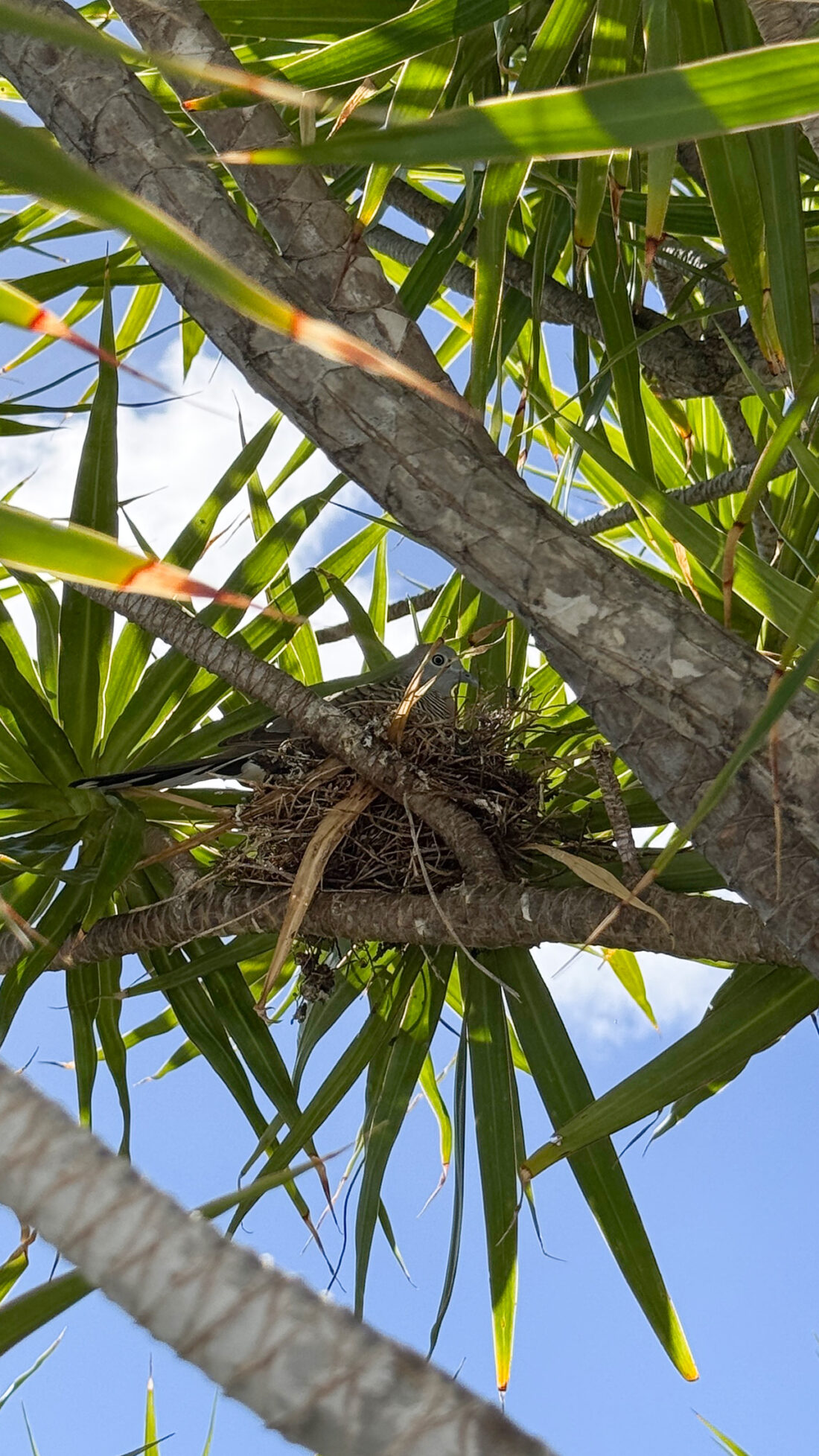 小鳩の母さん再び。
