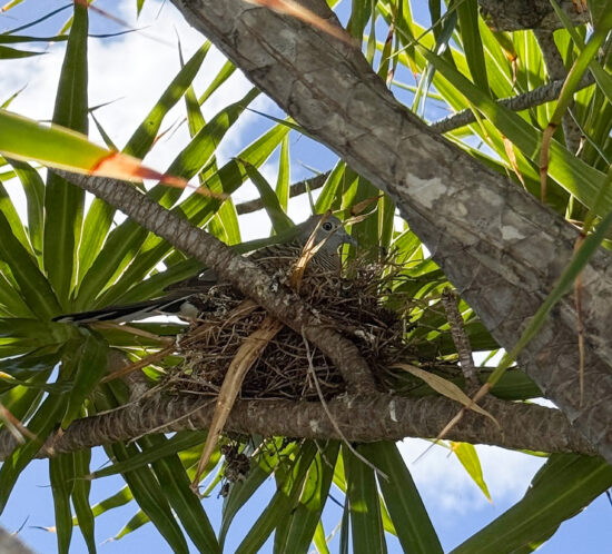 小鳩の母さん再び。