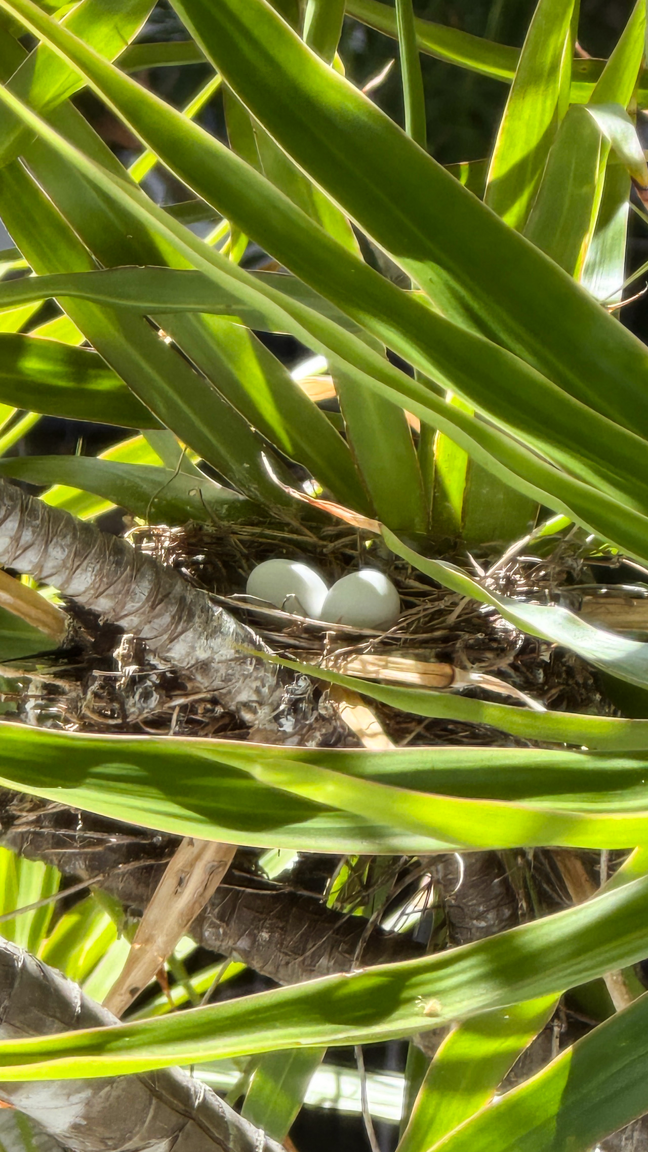 小鳩の母さん再び。 小鳩の母さん再び。