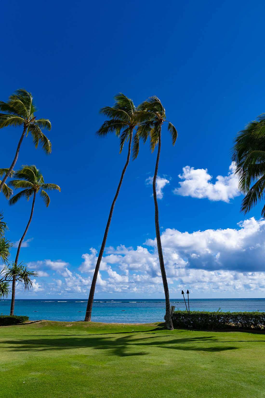 Waialae Country Clubでランチ。