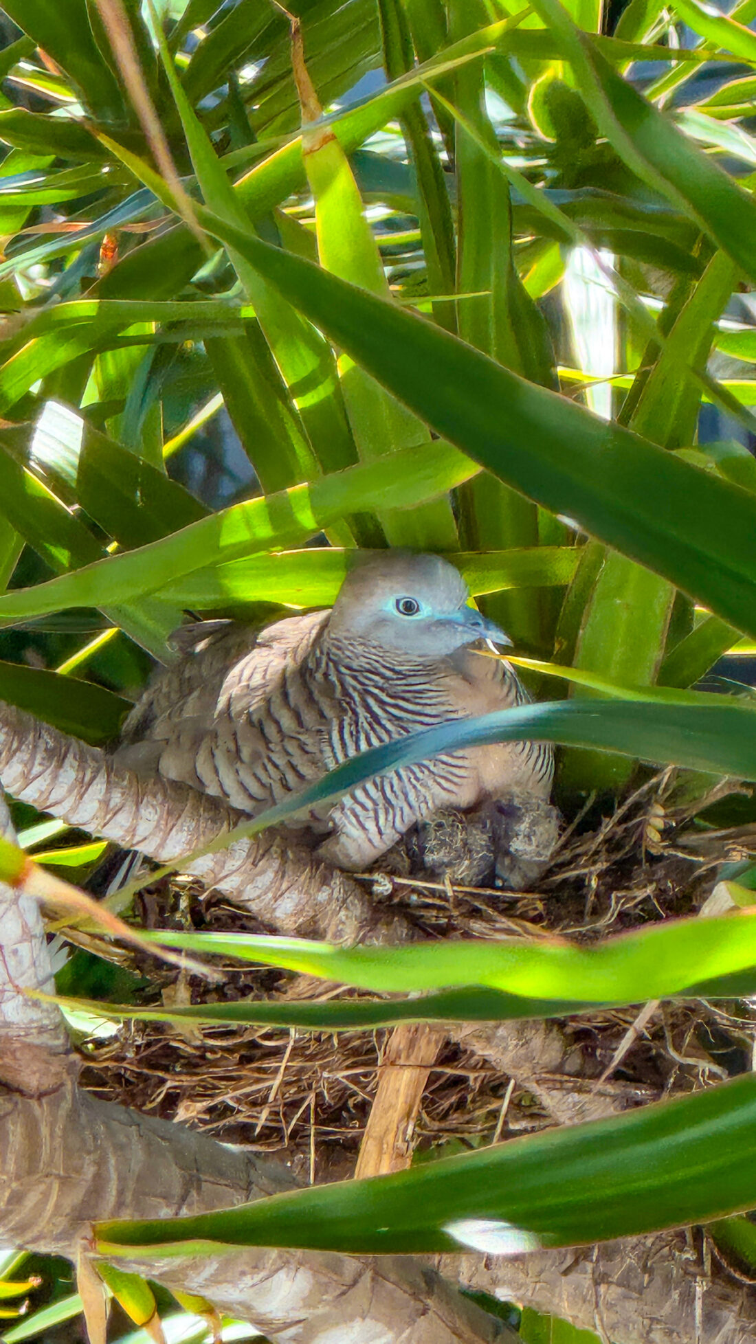 小鳩の母さん、頑張った。