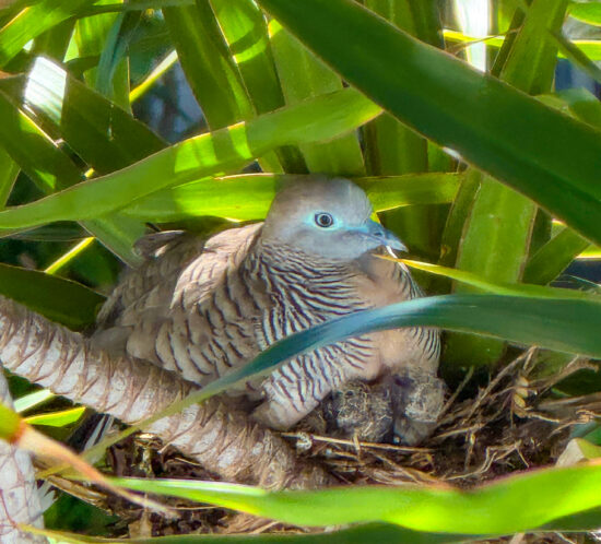 小鳩の母さん、頑張った。
