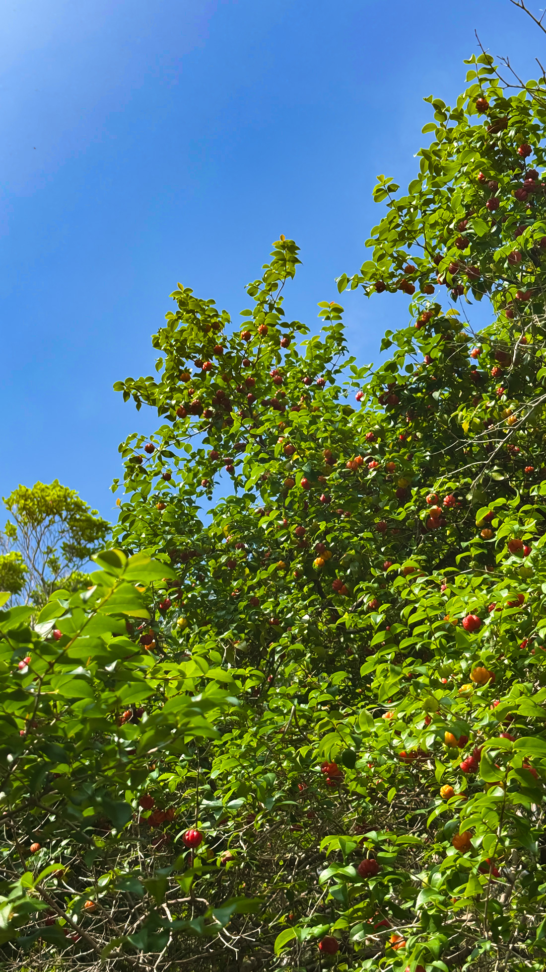 スリナムチェリーが大豊作。
