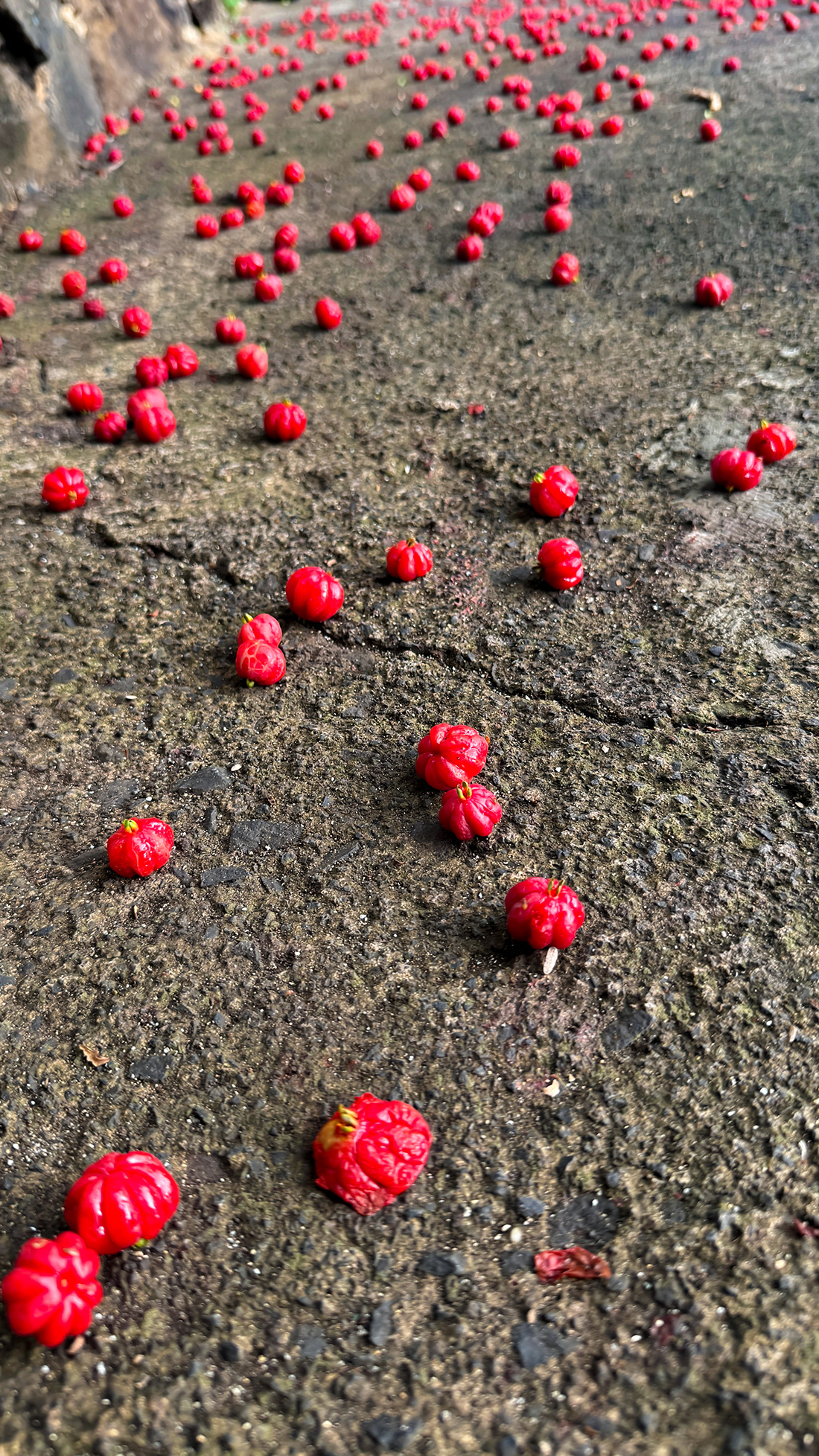 スリナムチェリーが大豊作。