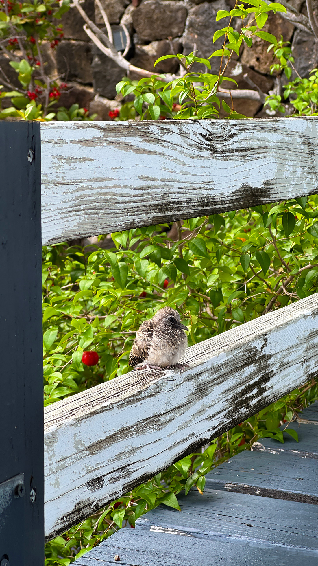スリナムチェリーが大豊作。
