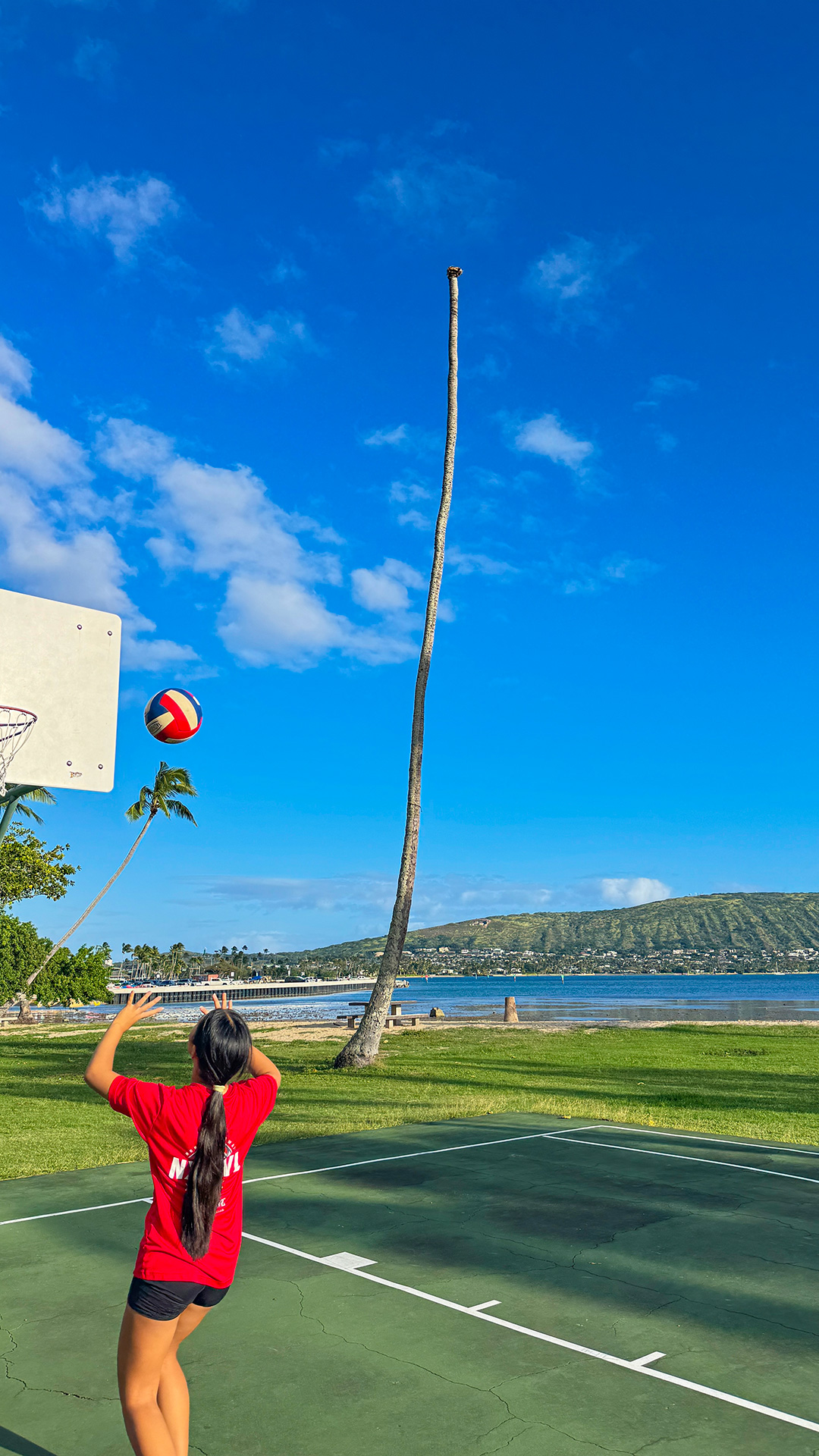失われた椰子の木の物悲しさよ。