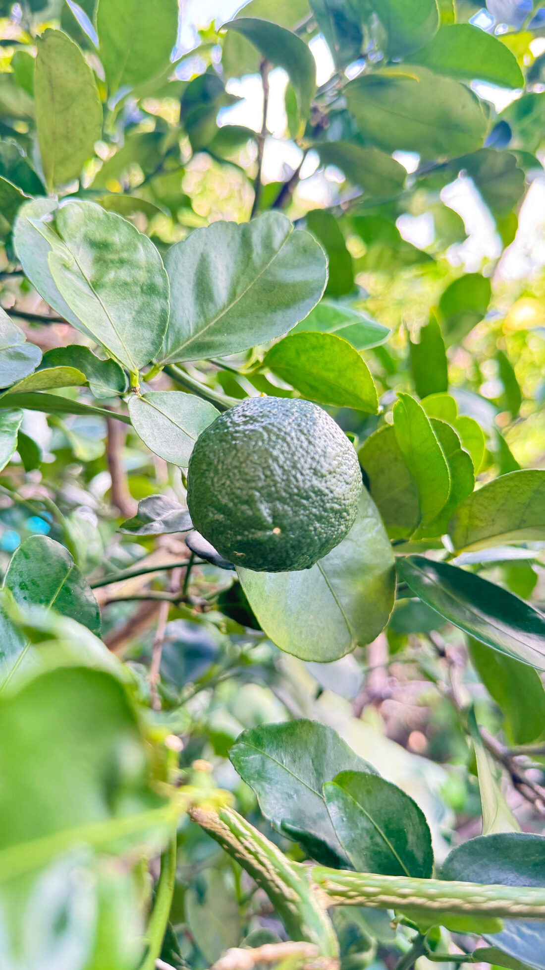 宗像レモンサワー