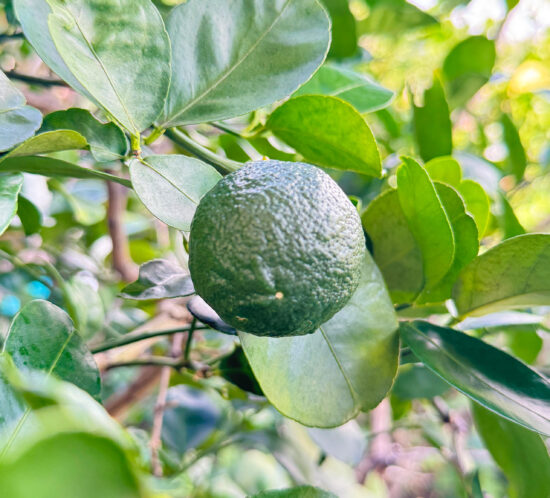 宗像レモンサワー