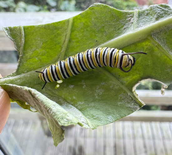 はらぺこあおむし、育ってます。