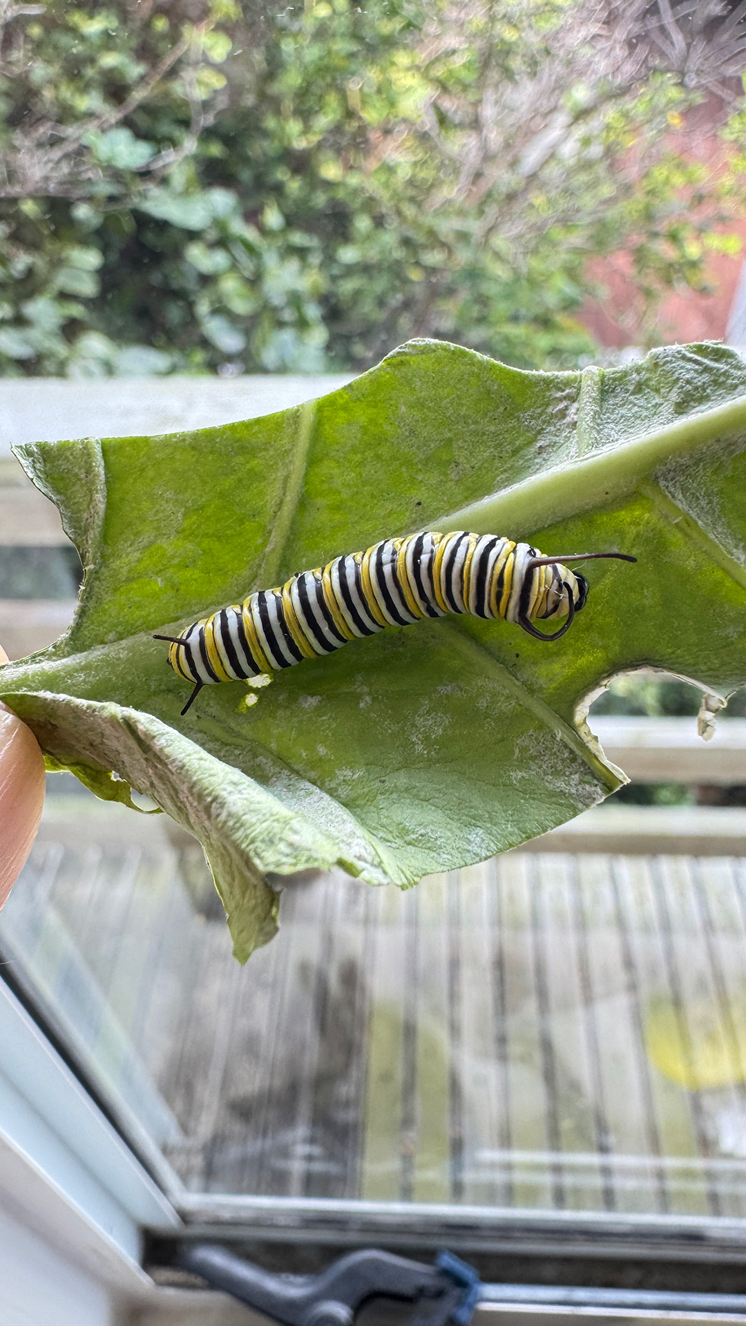 はらぺこあおむし、育ってます。