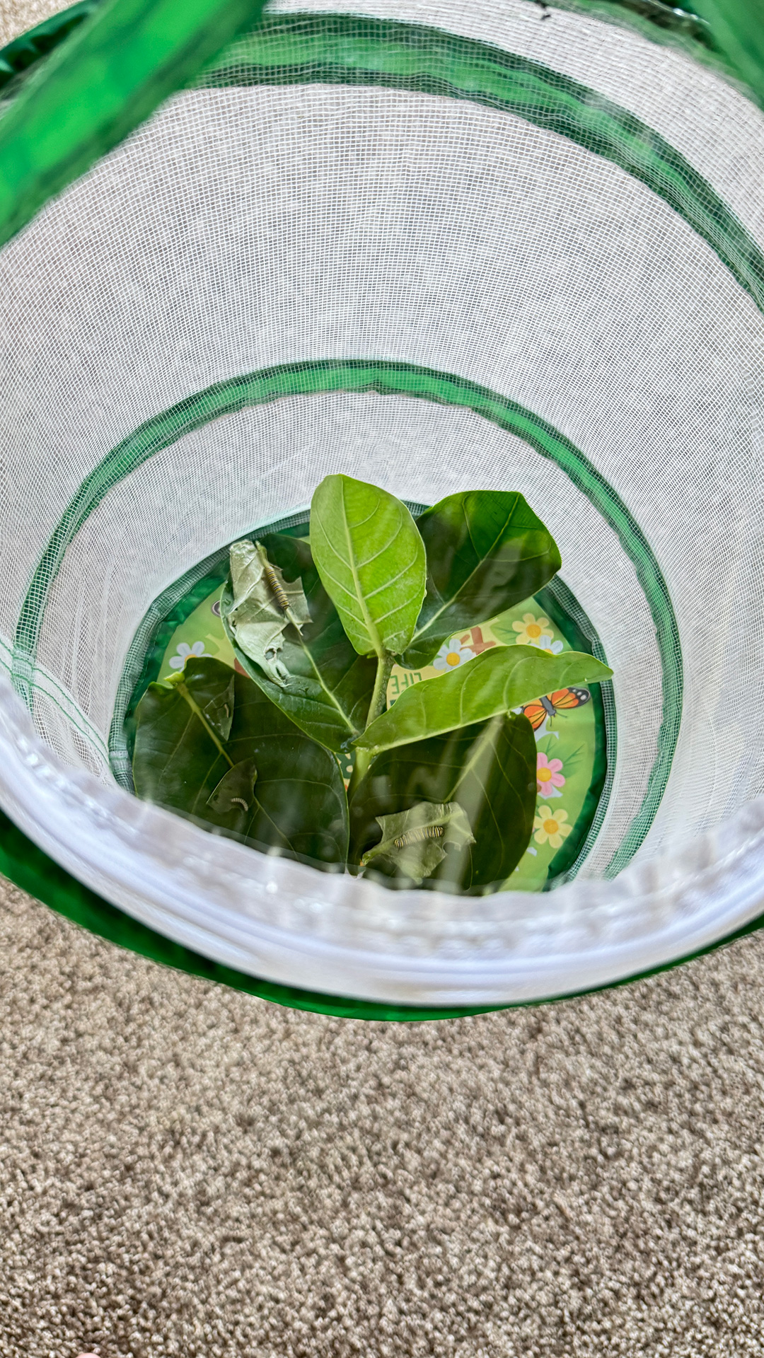 はらぺこあおむし、育ってます。