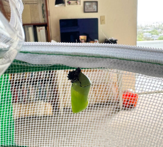 はらぺこあおむし、さなぎになりました。