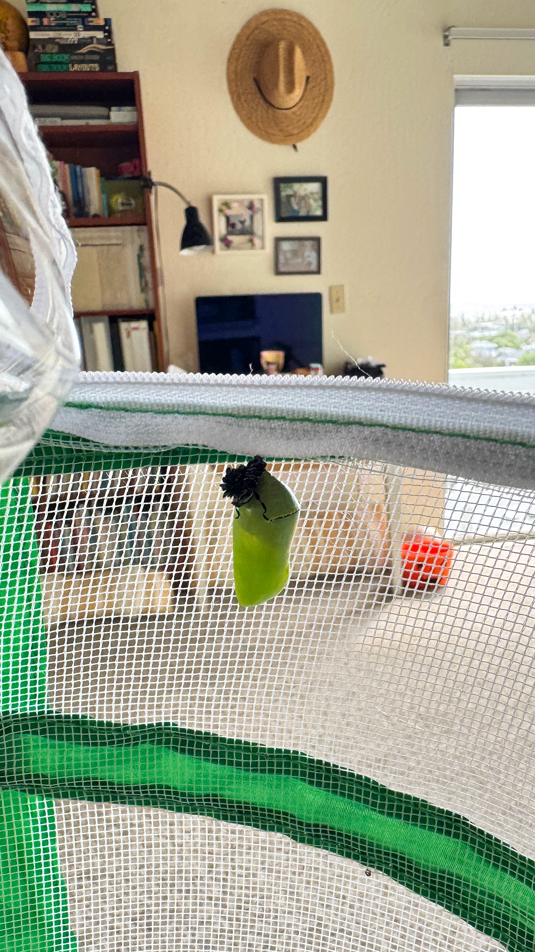 はらぺこあおむし、さなぎになりました。