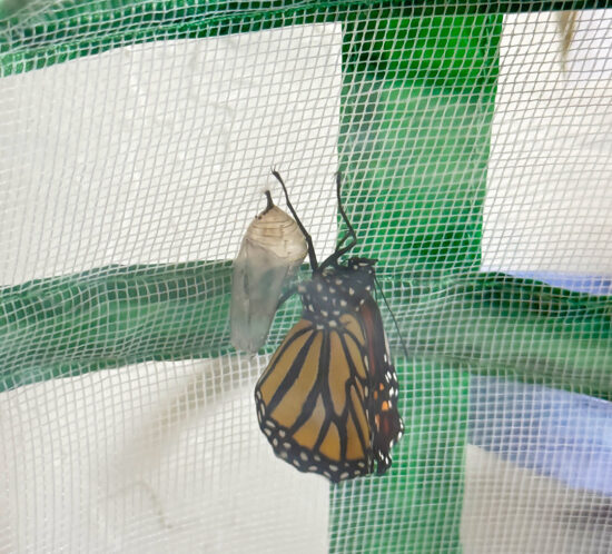 はらぺこあおむし、うまれました！