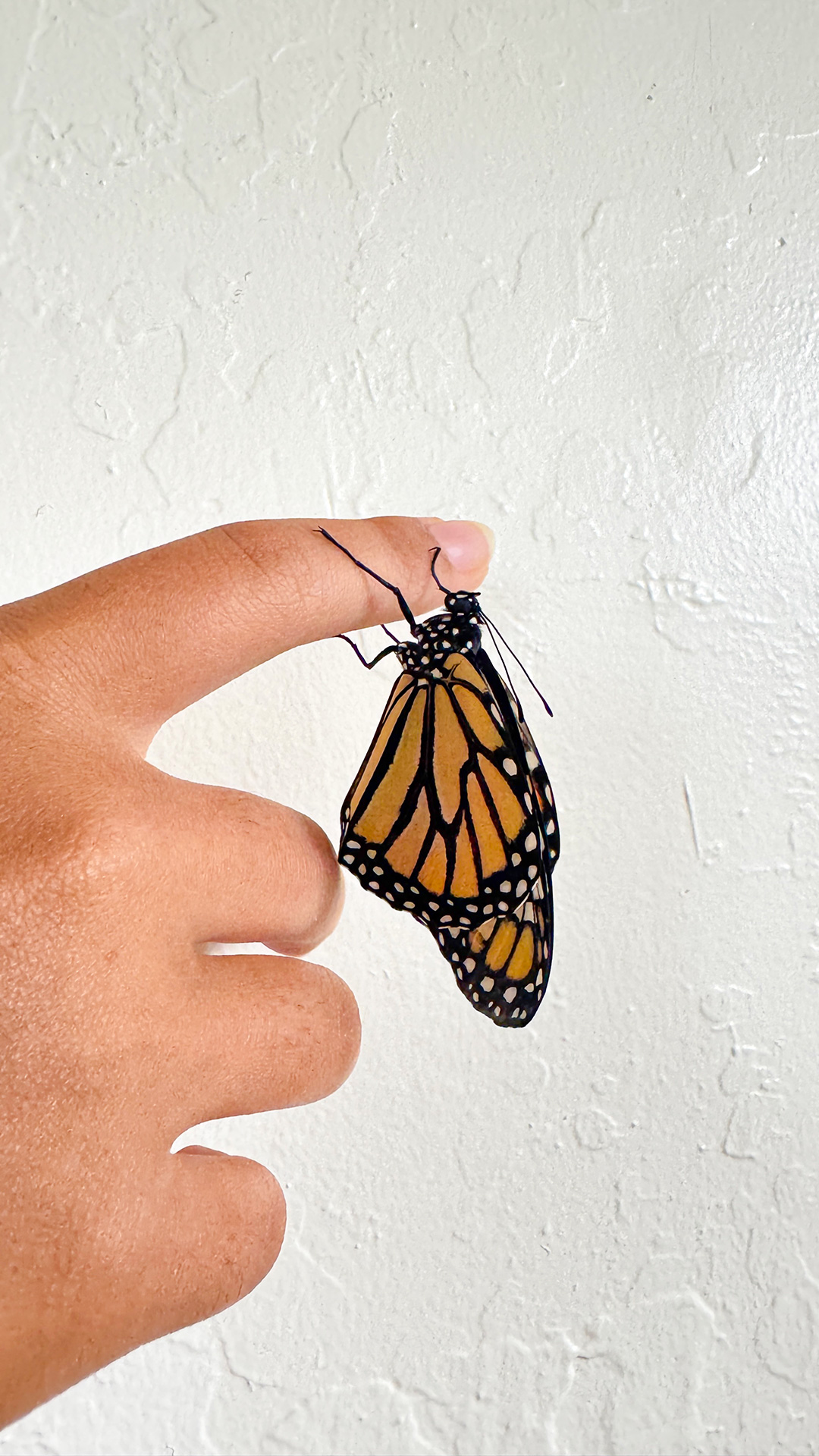 はらぺこあおむし、うまれました！