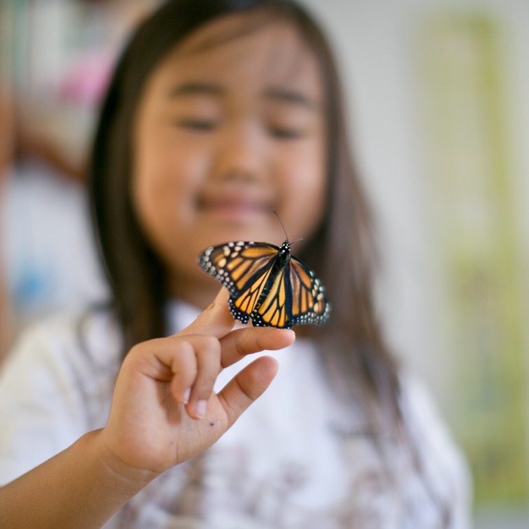 はらぺこあおむし、育ってます。