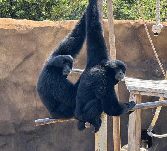 ホノルル動物園のお気に入り。