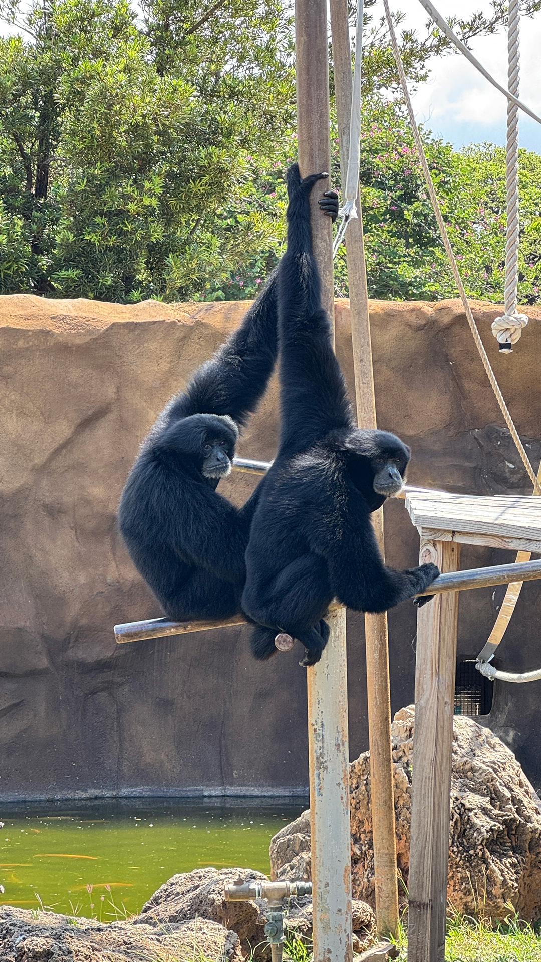 ホノルル動物園のお気に入り。