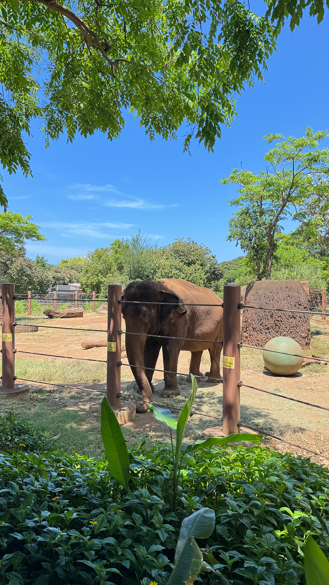 ホノルル動物園のお気に入り。 ホノルル動物園のお気に入り。