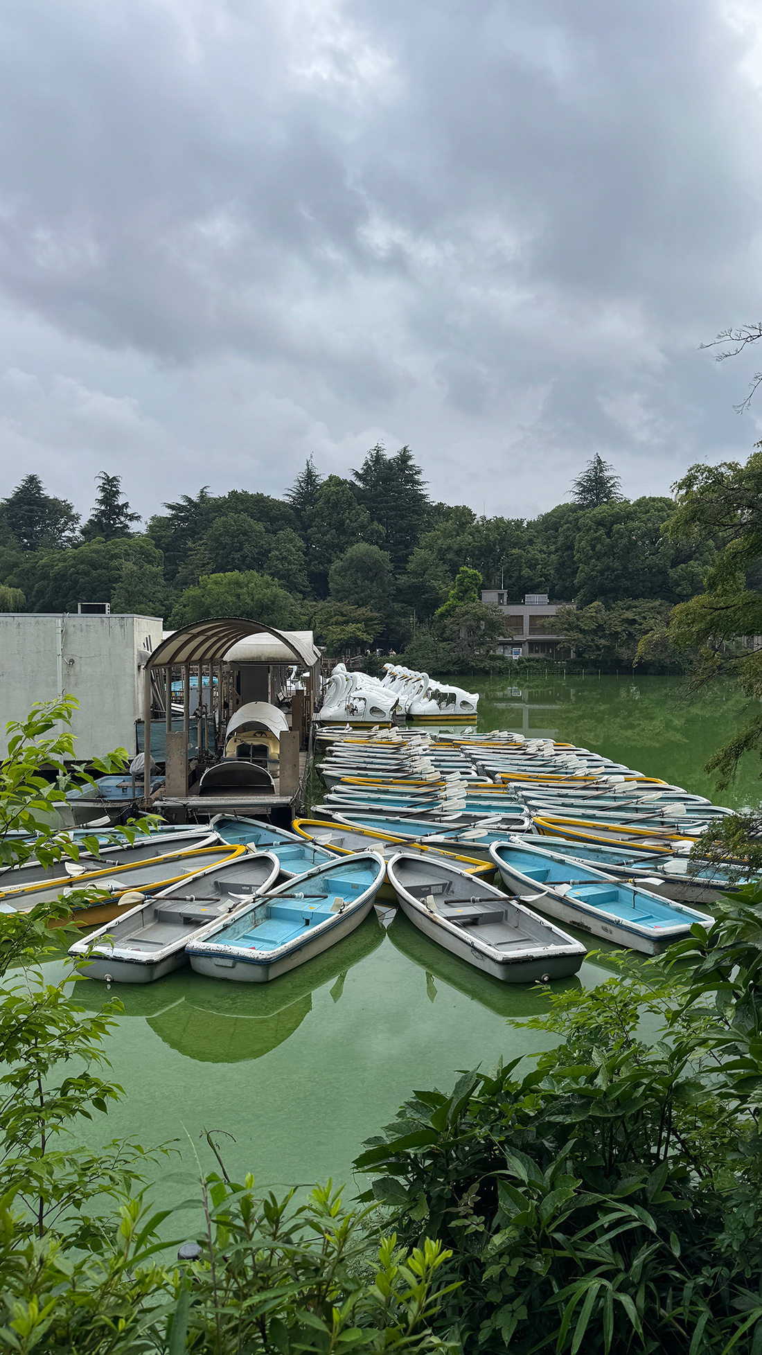 井の頭恩賜公園と父のお見舞い