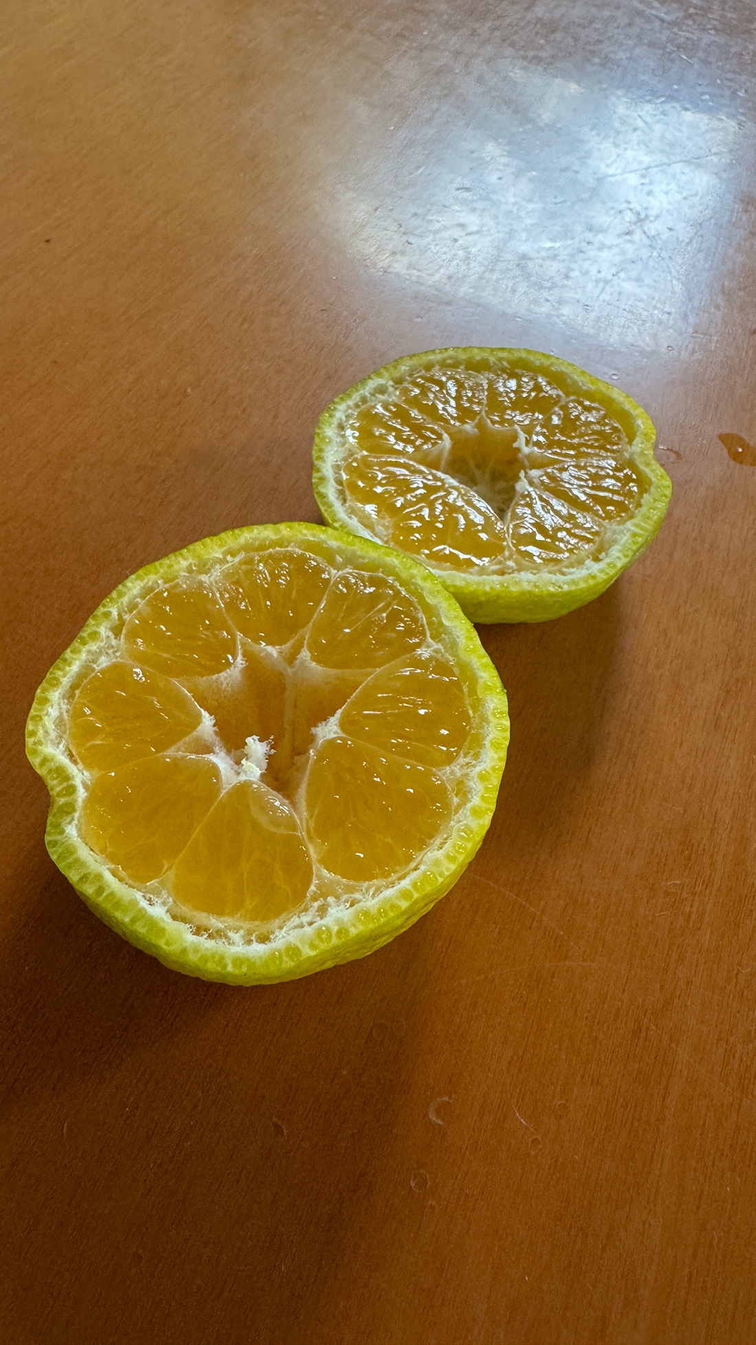 ハリケーン前にみかんの収穫。