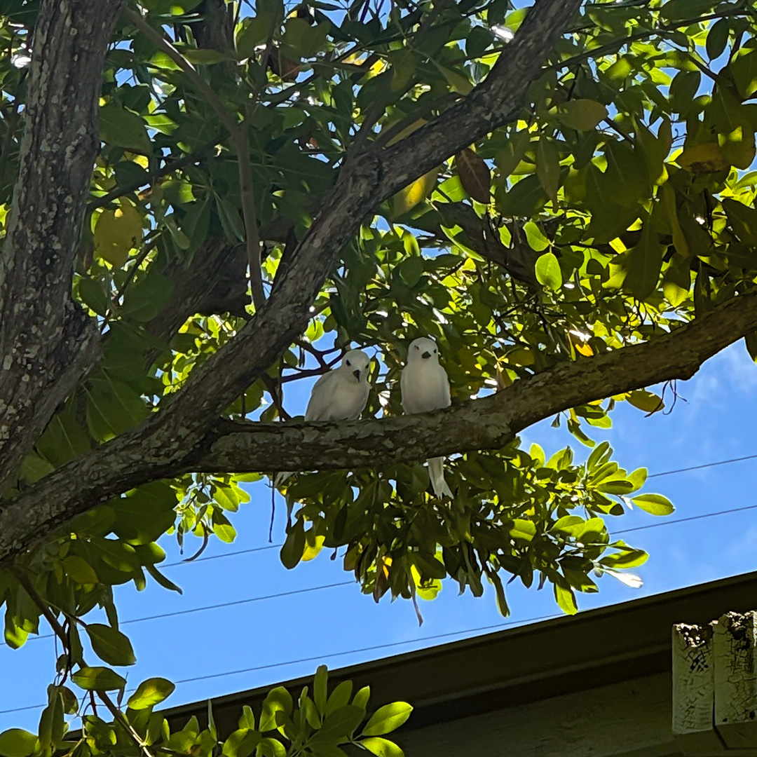 マヌオクー(シロアジサシ | WHITE TERNS)の巣を見つけた。 マヌオクー(シロアジサシ | WHITE TERNS)の巣を見つけた。